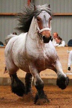 a white horse with black hair running in an arena