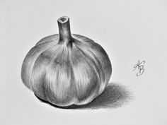 a pencil drawing of a garlic bulb