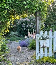 an orange and white cat standing in the middle of a garden next to a wooden fence