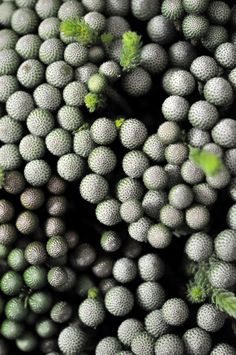 a bunch of round balls with green leaves on the top and bottom, all stacked together