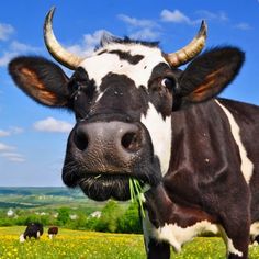 a black and white cow eating grass in a field