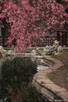 a tree with pink flowers in front of a pond and stone steps leading up to it