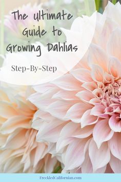 the ultimate guide to growing dahlias step - by - step instructions for beginners