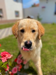 a close up of a dog with flowers in the background