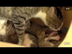 two cats playing with each other in a box