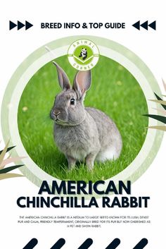 the front cover of an american chinchilla rabbit breed guide, with text on it