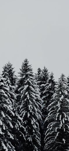 snow covered evergreen trees against a gray sky