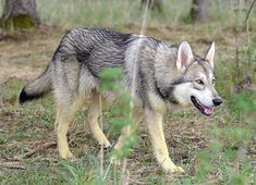 a wolf is walking through the woods with its mouth open