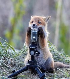 a fox taking a photo with a camera