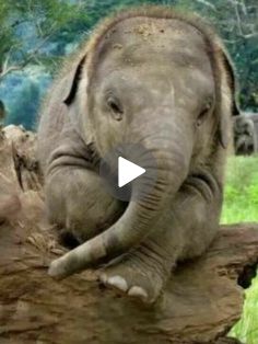 an elephant sitting on top of a tree stump