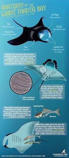 an information poster showing the different types of manta rays