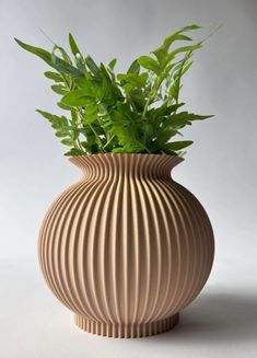 a plant in a vase on a white background