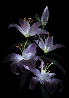 three purple flowers on a black background