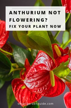 red flowers with green leaves and the words, what is an antifuum not flowering?