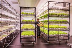 a man standing in front of shelves filled with lettuce and other green plants