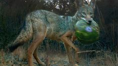 a wolf carrying a watermelon in it's mouth while walking through the woods