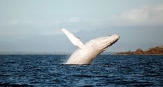 a humpback whale jumping out of the water