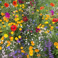 an assortment of wildflowers and other flowers in a field