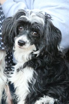 a black and white dog sitting next to a person