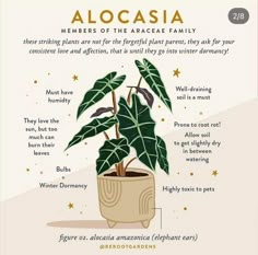 an alocasia plant with the names and description