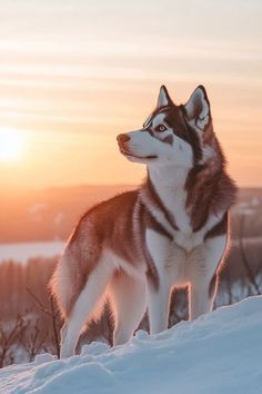 a husky dog standing in the snow at sunset