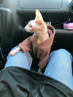 a small dog sitting in the passenger seat of a car with its head sticking out