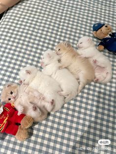 a group of kittens laying on top of a bed next to a teddy bear