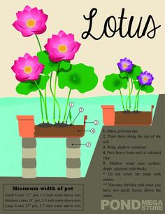 an image of lotuss growing in pots with the text, how to grow water lilies