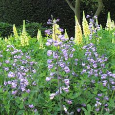 purple flowers and green plants in a garden