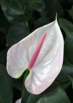 a large white flower with a red stamen