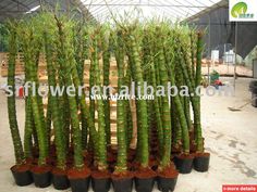 several large green plants in black pots on the ground and one plant is taller than the other