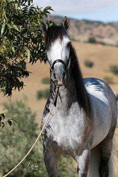 a horse tied up to a tree in the field with grass and bushes behind it