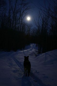 a dog is standing in the snow looking at the camera with a full moon in the background