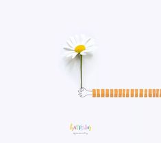 a white daisy sitting on top of a wooden ruler next to an orange and white flower