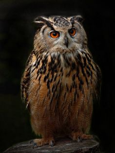 an owl sitting on top of a tree stump looking at the camera with orange eyes