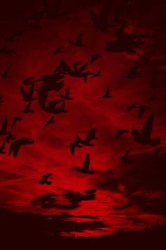 a flock of birds flying across a red sky