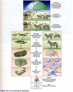 the diagram shows different types of plants and animals