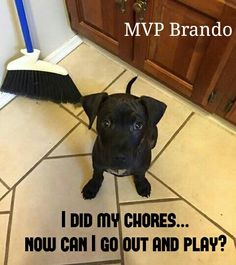 a dog sitting on the floor with a broom in its mouth and caption that says, i did my chores now can go out and play?