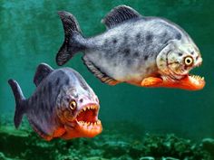 two fish with their mouths open in the water