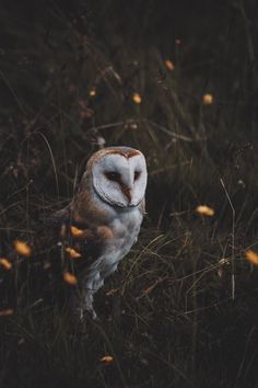 an owl standing on top of a lush green field