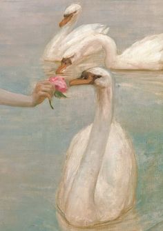 a painting of two white swans in the water with one holding a pink flower to its beak