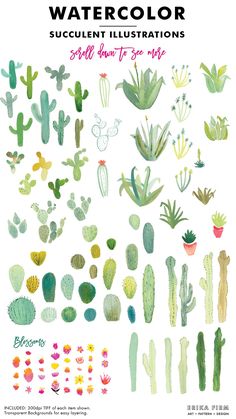 watercolor succulent illustrations with different types of cactuses and cacti