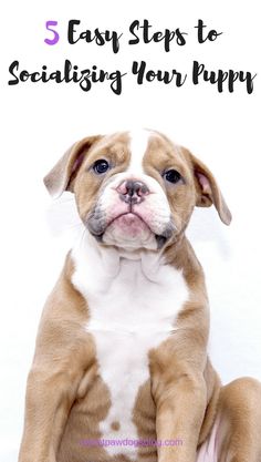 a brown and white puppy sitting on top of a pink ball with the words 5 easy steps to socializing your puppy