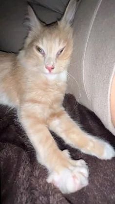 an orange cat laying on top of a couch next to a person's leg