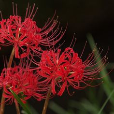 some red flowers are blooming in the grass