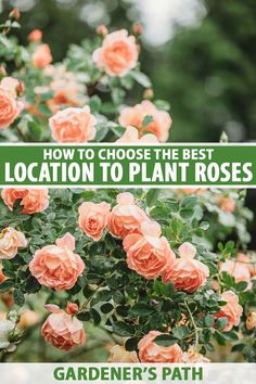 A close up vertical image of peach colored roses growing in the garden pictured on a soft focus background. To the center and bottom of the frame is green and white printed text. Rose Garden Pathway, Rose Garden Tips, Roses In Vegetable Garden, Florida Rose Garden, Roses Hydrangea Garden, Roses Backyard Garden Ideas, Rose And Vegetable Garden, Roses In Backyard