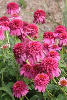 pink flowers with green leaves in the foreground and dirt on the ground behind them