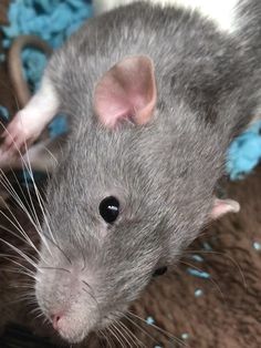 a gray rat sitting on top of a brown carpet