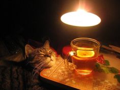 a cat laying on a table next to a cup of tea and a lit candle