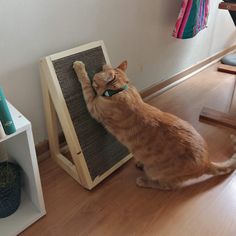 an orange cat standing on its hind legs next to a wooden scratching board with it's paw in the air